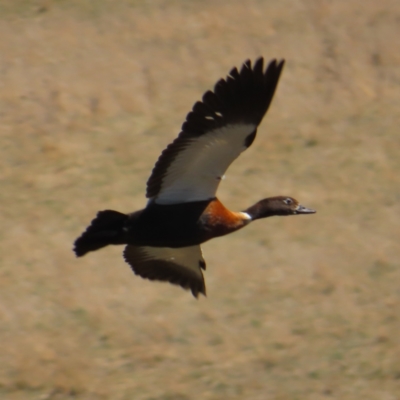 Tadorna tadornoides (Australian Shelduck) at Bendoura, NSW - 1 Oct 2023 by MatthewFrawley