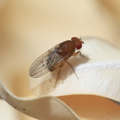 Drosophila sp. (genus) (Fruit Fly) at Holt, ACT - 1 Oct 2023 by JimL