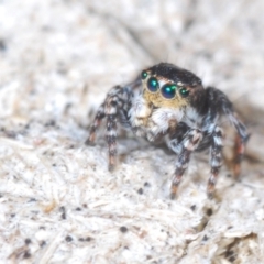 Unidentified Jumping or peacock spider (Salticidae) at Cavan, NSW - 30 Sep 2023 by Harrisi