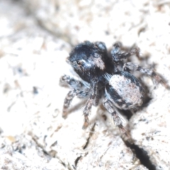 Euophryinae sp. (Rockhopper) undescribed at Cavan, NSW - 30 Sep 2023 12:16 PM