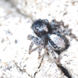 Euophryinae sp. (Rockhopper) undescribed at Cavan, NSW - 30 Sep 2023