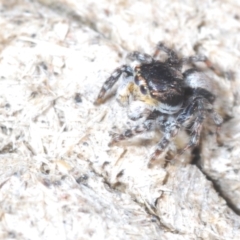 Euophryinae sp. (Rockhopper) undescribed at Cavan, NSW - 30 Sep 2023 12:16 PM