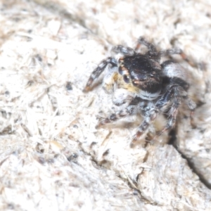 Euophryinae sp. (Rockhopper) undescribed at Cavan, NSW - 30 Sep 2023 12:16 PM