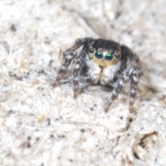 Euophryinae sp. (Rockhopper) undescribed at Cavan, NSW - 30 Sep 2023 12:16 PM