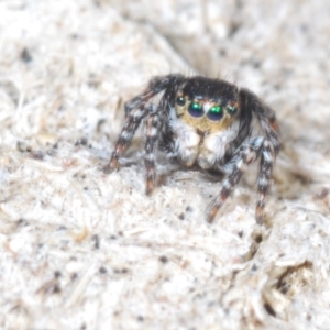 Euophryinae sp. (Rockhopper) undescribed at Cavan, NSW - 30 Sep 2023 12:16 PM