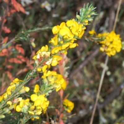 Dillwynia sericea (Egg And Bacon Peas) at Cavan, NSW - 30 Sep 2023 by Harrisi