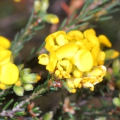 Dillwynia sericea at Cavan, NSW - 30 Sep 2023