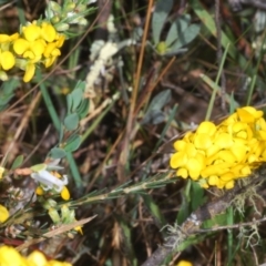 Dillwynia sericea at Cavan, NSW - 30 Sep 2023