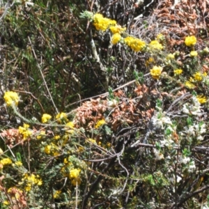 Dillwynia sericea at Cavan, NSW - 30 Sep 2023