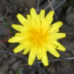 Microseris walteri (Yam Daisy, Murnong) at Cavan, NSW - 30 Sep 2023 by Harrisi