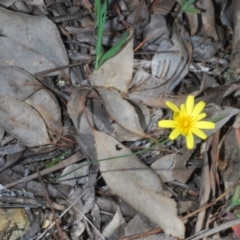 Microseris walteri at Cavan, NSW - 30 Sep 2023