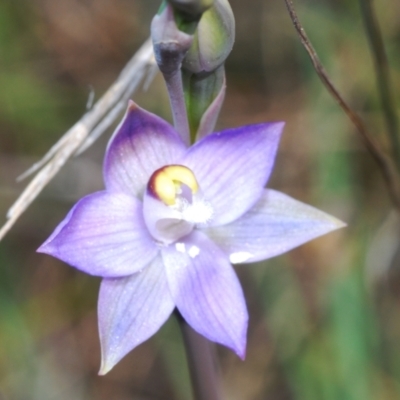 Thelymitra peniculata (Blue Star Sun-orchid) at Cavan, NSW - 30 Sep 2023 by Harrisi