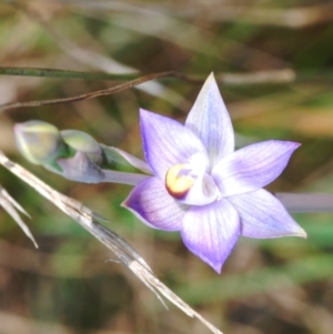 Thelymitra peniculata at Cavan, NSW - suppressed