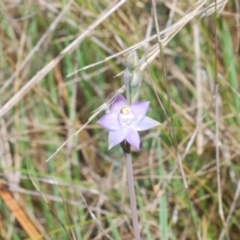 Thelymitra peniculata at Cavan, NSW - suppressed