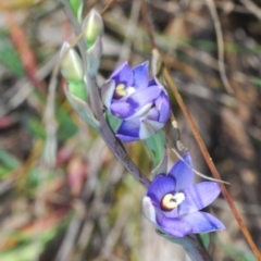 Thelymitra peniculata at Cavan, NSW - suppressed