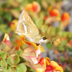 Taractrocera papyria (White-banded Grass-dart) at Cotter Reserve - 30 Sep 2023 by Harrisi