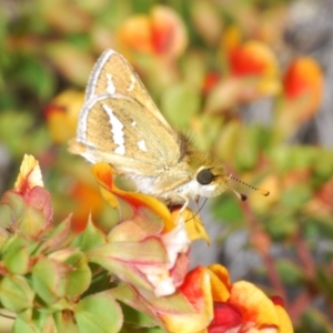 Taractrocera papyria at Coree, ACT - 30 Sep 2023