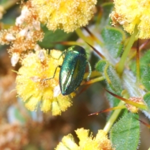 Melobasis obscurella at Cavan, NSW - 30 Sep 2023