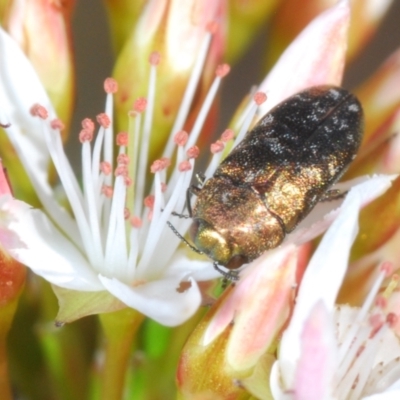Diphucrania minutissima (A jewel beetle) at Cavan, NSW - 30 Sep 2023 by Harrisi