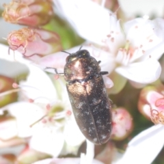 Diphucrania minutissima at Cavan, NSW - 30 Sep 2023