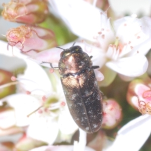 Diphucrania minutissima at Cavan, NSW - 30 Sep 2023