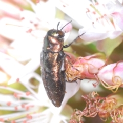 Diphucrania minutissima at Cavan, NSW - 30 Sep 2023