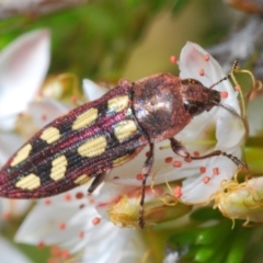 Castiarina parallela (A Jewel Beetle) at Cavan, NSW - 30 Sep 2023 by Harrisi