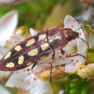 Castiarina parallela at Cavan, NSW - 30 Sep 2023