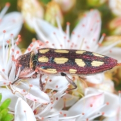 Castiarina parallela at Cavan, NSW - 30 Sep 2023