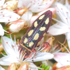 Castiarina parallela at Cavan, NSW - 30 Sep 2023 01:13 PM