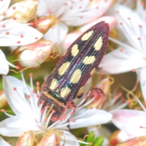 Castiarina parallela at Cavan, NSW - 30 Sep 2023