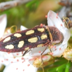 Castiarina parallela at Cavan, NSW - 30 Sep 2023