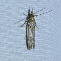 Etiella behrii (Lucerne Seed Web Moth) at QPRC LGA - 2 Oct 2023 by Steve_Bok