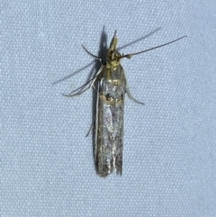 Etiella behrii (Lucerne Seed Web Moth) at Jerrabomberra, NSW - 2 Oct 2023 by Steve_Bok