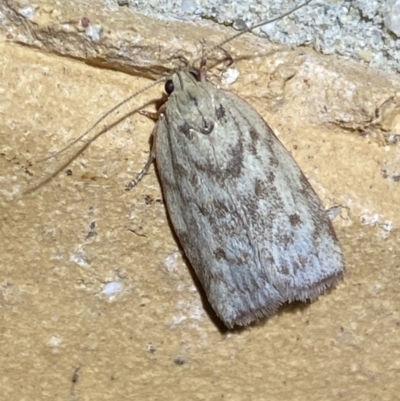 Garrha (genus) (A concealer moth) at Jerrabomberra, NSW - 3 Oct 2023 by SteveBorkowskis