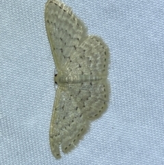 Idaea philocosma (Flecked Wave) at Jerrabomberra, NSW - 3 Oct 2023 by SteveBorkowskis