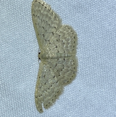 Idaea philocosma (Flecked Wave) at Jerrabomberra, NSW - 3 Oct 2023 by SteveBorkowskis