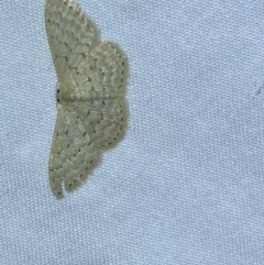 Idaea philocosma at Jerrabomberra, NSW - 3 Oct 2023