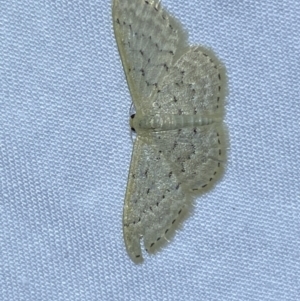 Idaea philocosma at Jerrabomberra, NSW - 3 Oct 2023