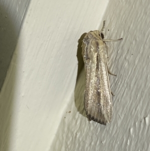 Leucania stenographa at Jerrabomberra, NSW - 3 Oct 2023