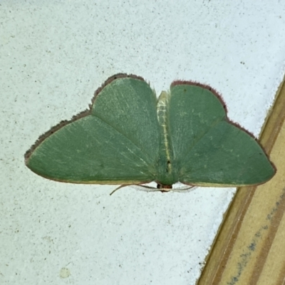 Chlorocoma vertumnaria (Red-fringed Emerald) at Jerrabomberra, NSW - 2 Oct 2023 by Steve_Bok