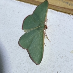 Chlorocoma vertumnaria at Jerrabomberra, NSW - suppressed