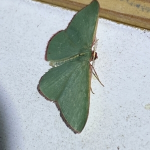 Chlorocoma vertumnaria at Jerrabomberra, NSW - suppressed