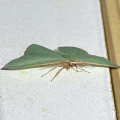 Chlorocoma vertumnaria at Jerrabomberra, NSW - suppressed