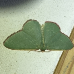 Chlorocoma vertumnaria at Jerrabomberra, NSW - suppressed