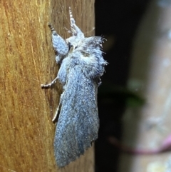 Destolmia lineata (Streaked Notodontid Moth) at Jerrabomberra, NSW - 2 Oct 2023 by SteveBorkowskis