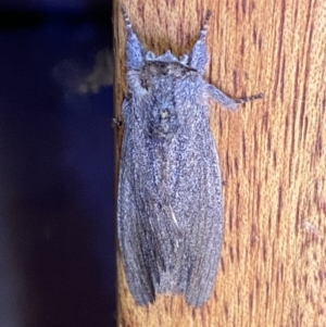 Destolmia lineata at Jerrabomberra, NSW - 2 Oct 2023