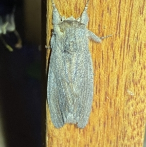 Destolmia lineata at Jerrabomberra, NSW - 2 Oct 2023