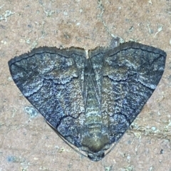 Dysbatus (genus) (A Line Geometrid.) at Jerrabomberra, NSW - 2 Oct 2023 by SteveBorkowskis