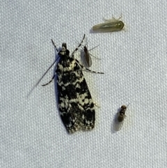 Scoparia exhibitalis (A Crambid moth) at QPRC LGA - 2 Oct 2023 by Steve_Bok